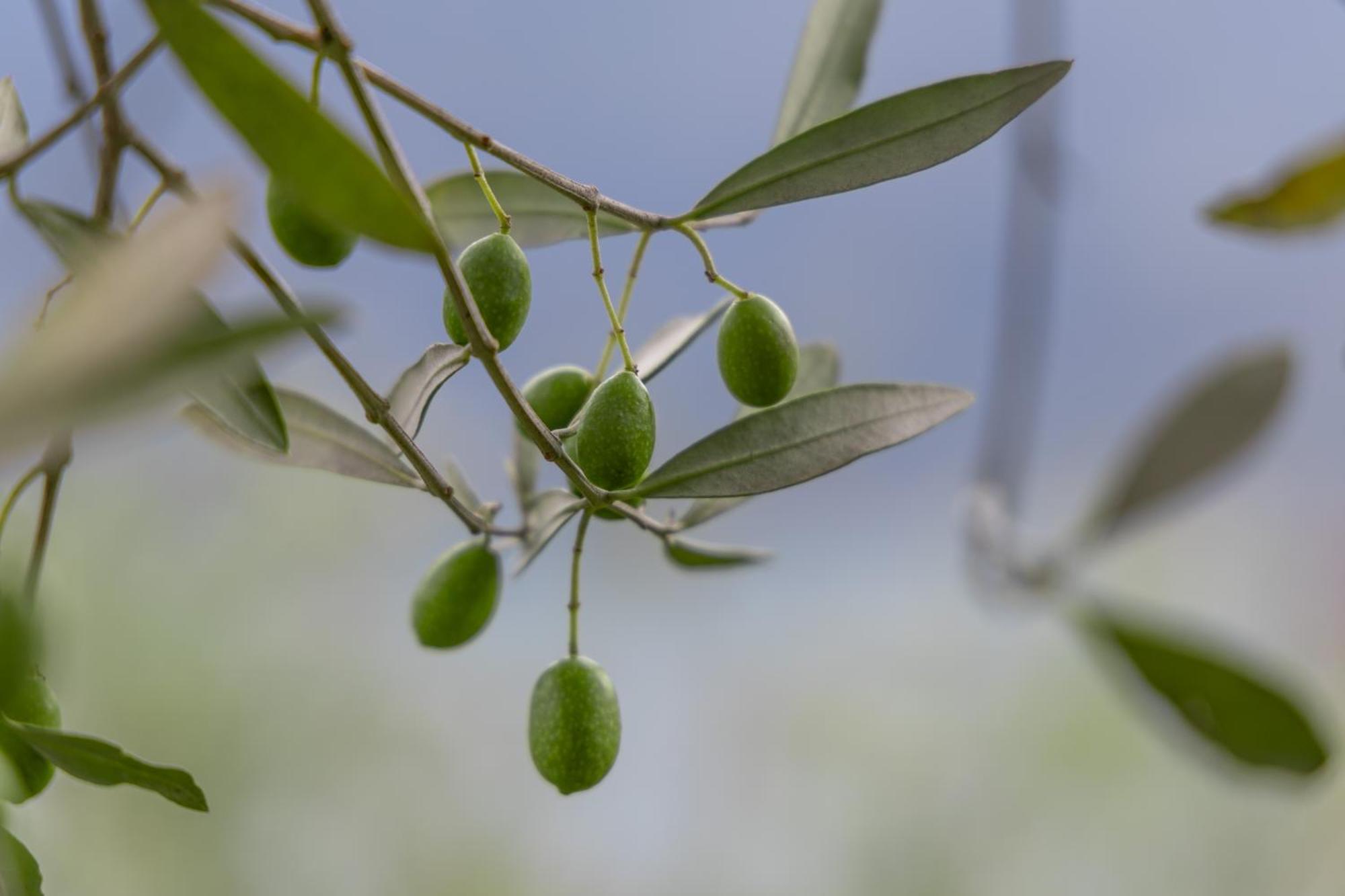 Llac Living Nature Hotel Limone sul Garda Bagian luar foto